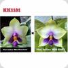 P. bellina Miro Blue Green x bellina Blue 1